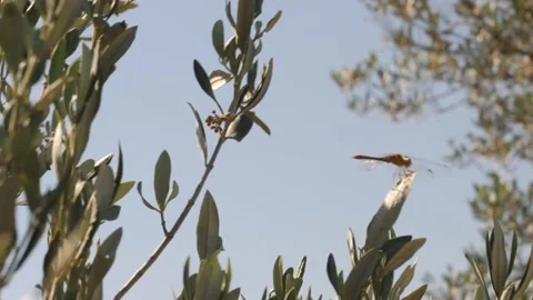 Dragonfly Insect on a Olive Tree Branch Windy Day, Close Up Stock Footage 200099965