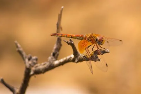 Dragonfly insect Stock Photos