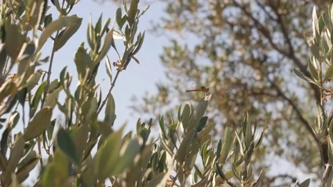 Dragonfly Insect Resting on a Olive Tree Branch Stock-Footage 199216087