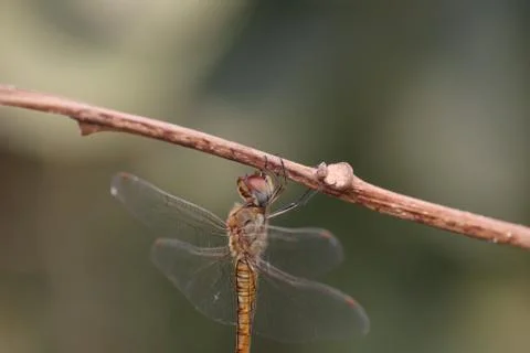 Dragonfly insect resting on a tree stump Stock Photos