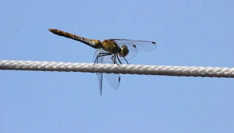 Dragonfly insect on a rope close-up, summer day Stock Footage 92965364