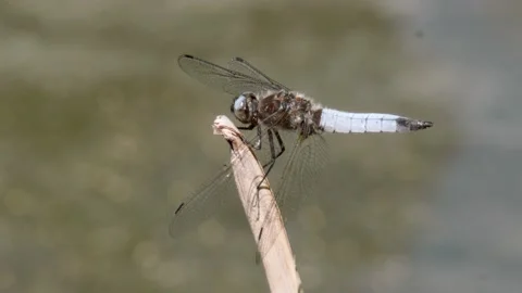 Dragonfly, Insect, Standing, Branch, 4k, handheld Stock Footage 171341606