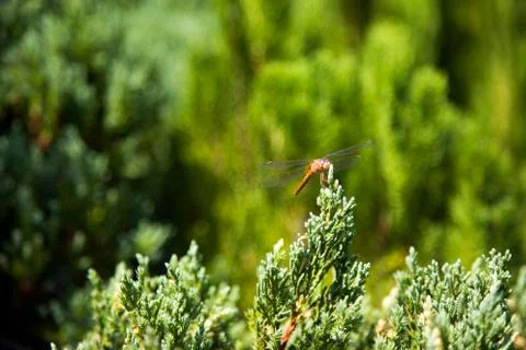 Dragonfly insect on top of pine tree 写真素材