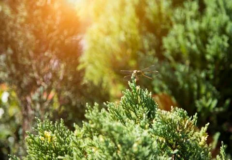 Dragonfly insect on top of pine tree Stock Photos