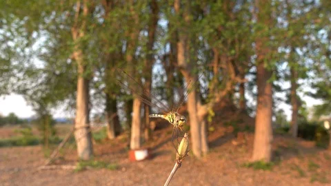 Dragonfly island on the branches 스톡 동영상 107260235