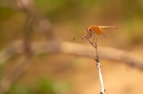 Dragonfly isolate Stock Photos