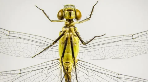Dragonfly isolated on white and close-up rotation. 4k video. 스톡 동영상 54950248