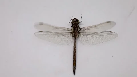 Dragonfly isolated on a white background Stock Footage 241023970