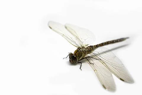 Dragonfly isolated on a white background Stock Photos