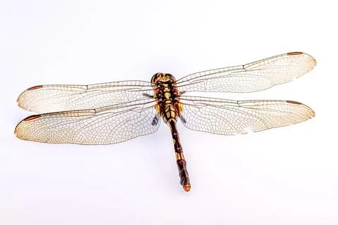 A dragonfly isolated on a white background, viewed from above Stock Photos