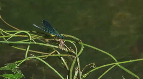 Dragonfly Krka river Stock Footage 46059735