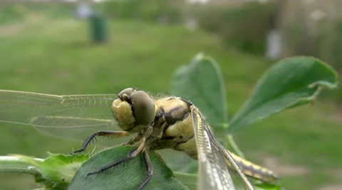 DRAGONFLY BY THE LAKE Stock Footage 23736476