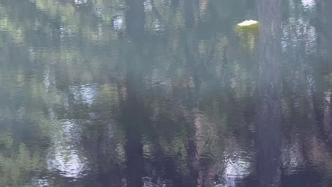 Dragonfly on the lake Stock Footage 78635091