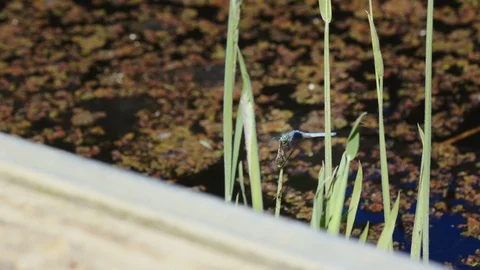 Dragonfly at a Lake 스톡 동영상 85819470