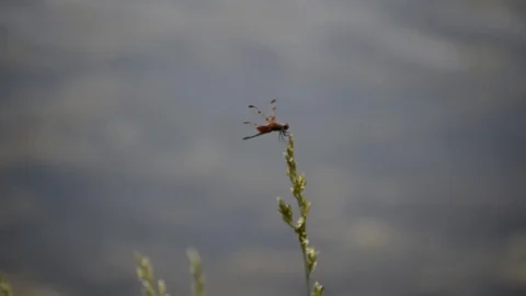 Dragonfly by a lake Stock Footage 108339730