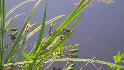 Dragonfly by the lake Stock Footage 144496560