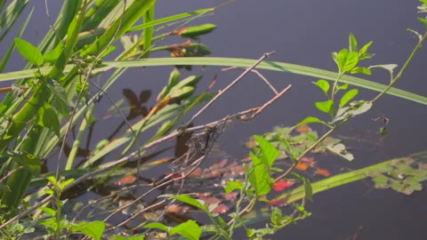 Dragonfly by the lake Stock Footage 144499623