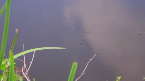 Dragonfly by the lake Video stock 145337873