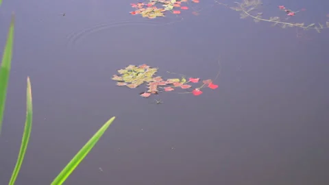 Dragonfly by the lake Video stock 145337907