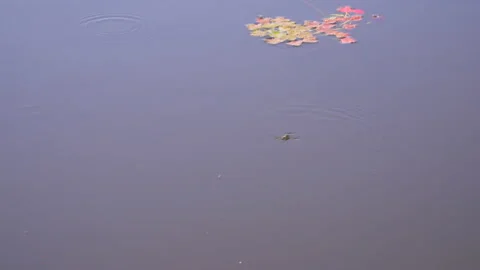 Dragonfly by the lake Video stock 145427397
