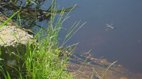 Dragonfly by the lake Video stock 145478746