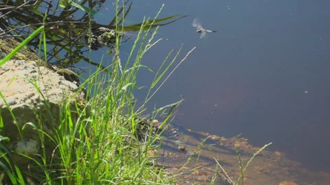 Dragonfly by the lake Stock Footage 145478858