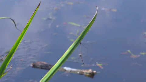 Dragonfly by the lake Video stock 145727987