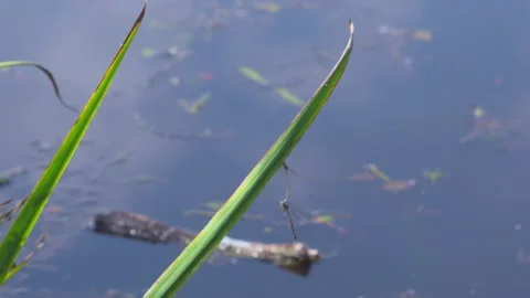 Dragonfly by the lake Stock Footage 145728135