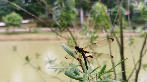 Dragonfly at lakeside Stock Footage 136809756