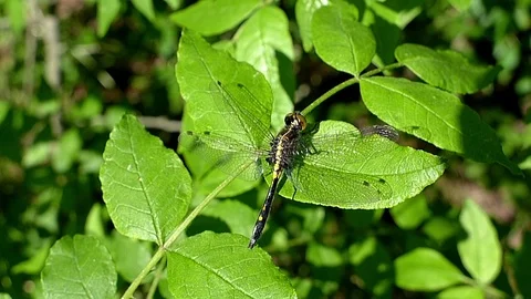 Dragonfly land on a leaf to warm its wings. Video stock 73786404