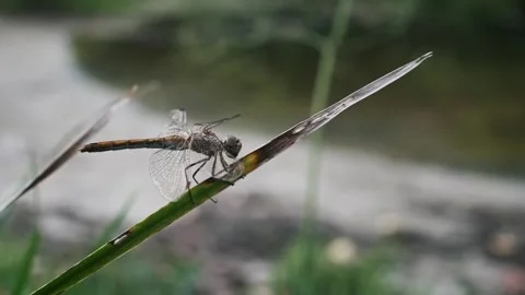 Dragonfly Landing on a Blade of Grass Stock-Footage 303759030