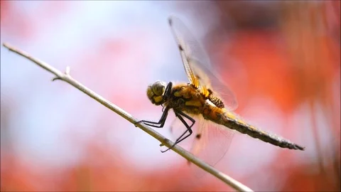 Dragonfly landing on a branch Vídeos de archivo 86319516