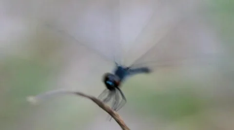 Dragonfly landing Stock Footage 878408