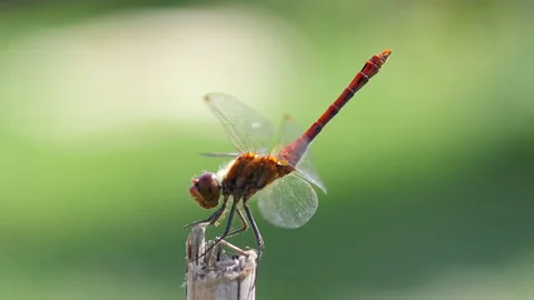 Dragonfly Landing 스톡 동영상 219912494