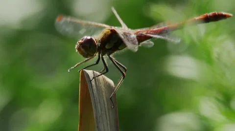 Dragonfly landing on leaf Stock Footage 59882888