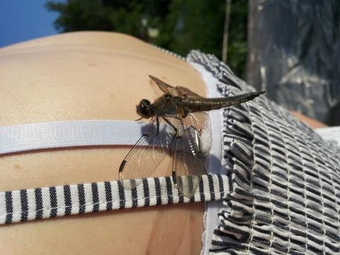 Dragonfly landing Foto stock