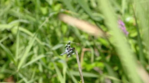 Dragonfly landing in slow motion Stock Footage 53038505