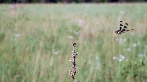 Dragonfly landing in slow motion. Video stock 123445519