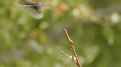 Dragonfly landing on a small branch 스톡 동영상 45590828