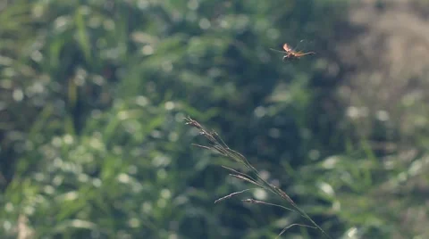 Dragonfly landing on a twig Stock Footage 52496535