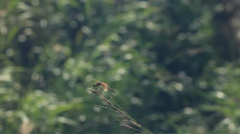 Dragonfly landing on a twig Stock Footage 52496552
