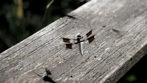 Dragonfly lands on a bench in slow motion. Stock-Footage 94154958