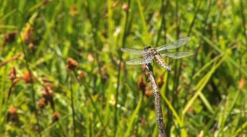 Dragonfly lands on branch Stock Footage 419805
