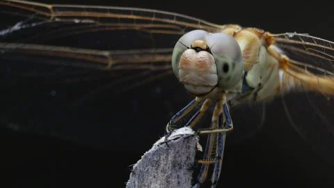 Dragonfly lands Stock Footage 247042797