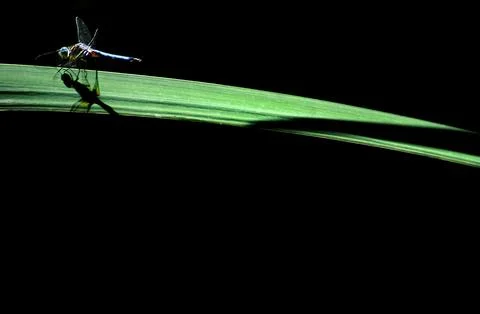 DRAGONFLY lands on a leaf Stock Photos
