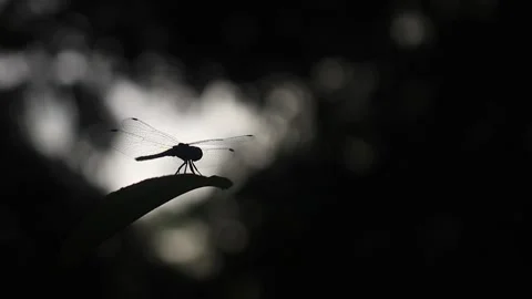 Dragonfly lands on a leaf, takes off, and lands again Stock Footage 157963976