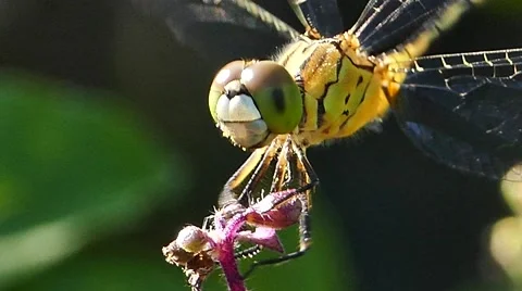 Dragonfly lands on a leaves. Stock Footage 67616452