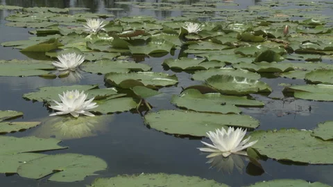 Dragonfly lands on lilly pad Stock Footage 131885672