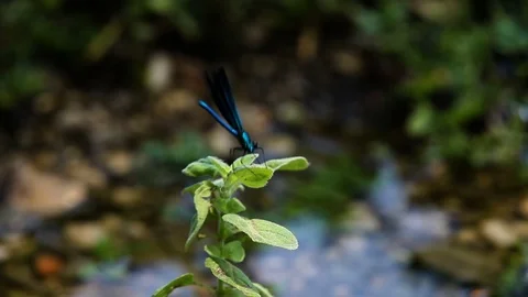 Dragonfly lands on a plant Stock Footage 81303464