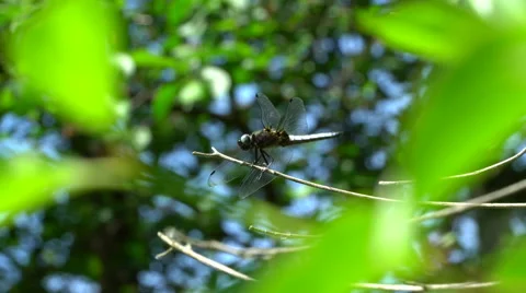 Dragonfly lands on the small branch Stock Footage 64175174